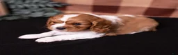 Cavalier King Charles Spaniel dogs for sale: Oswald - Ad 3