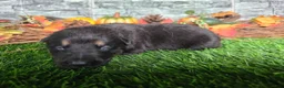 German Shepherd dogs for sale: German Shepherd 4 - Ad 2
