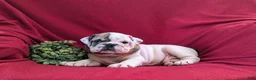 English Bulldog dogs for sale: Tanker - Ad 5