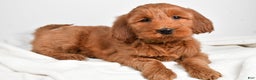 Goldendoodle dogs for sale: Penny-medium size  - Ad 2