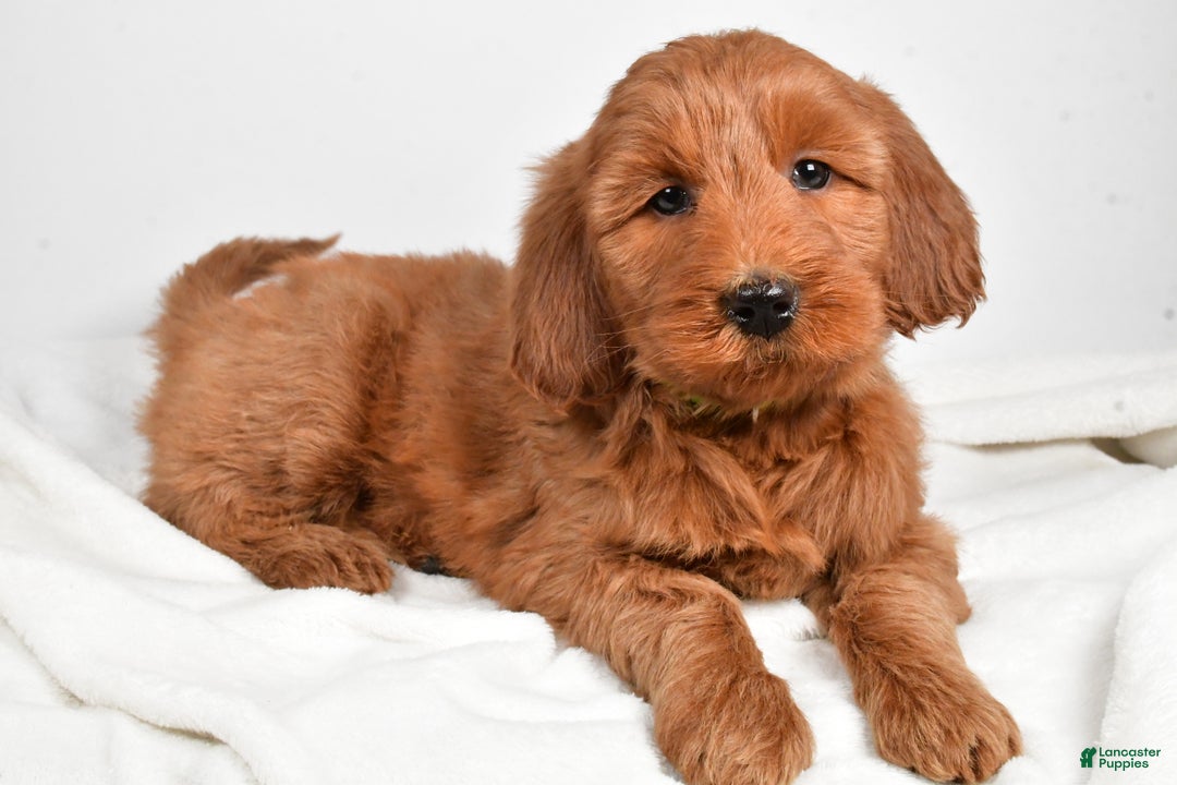 Goldendoodle dogs for sale: Penny-medium size  - Ad 2