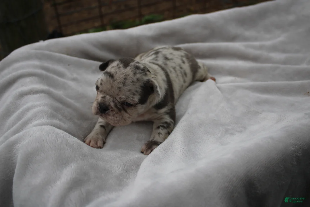 Frenchton dogs for sale: Addie - Ad 1