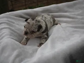 Frenchton dogs for sale: Addie - Ad 2