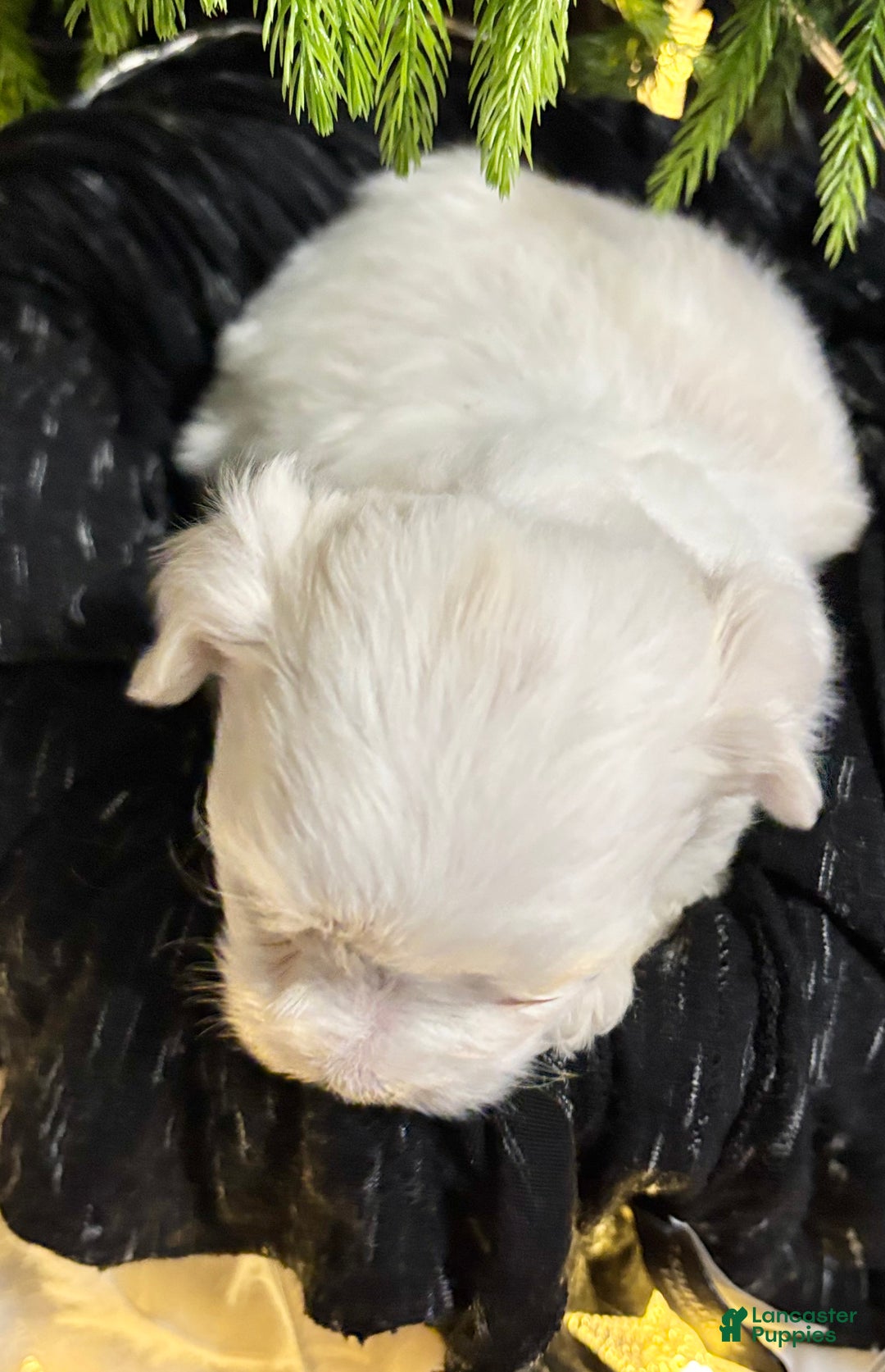 Maltese dogs for sale: Chloe - Ad 10