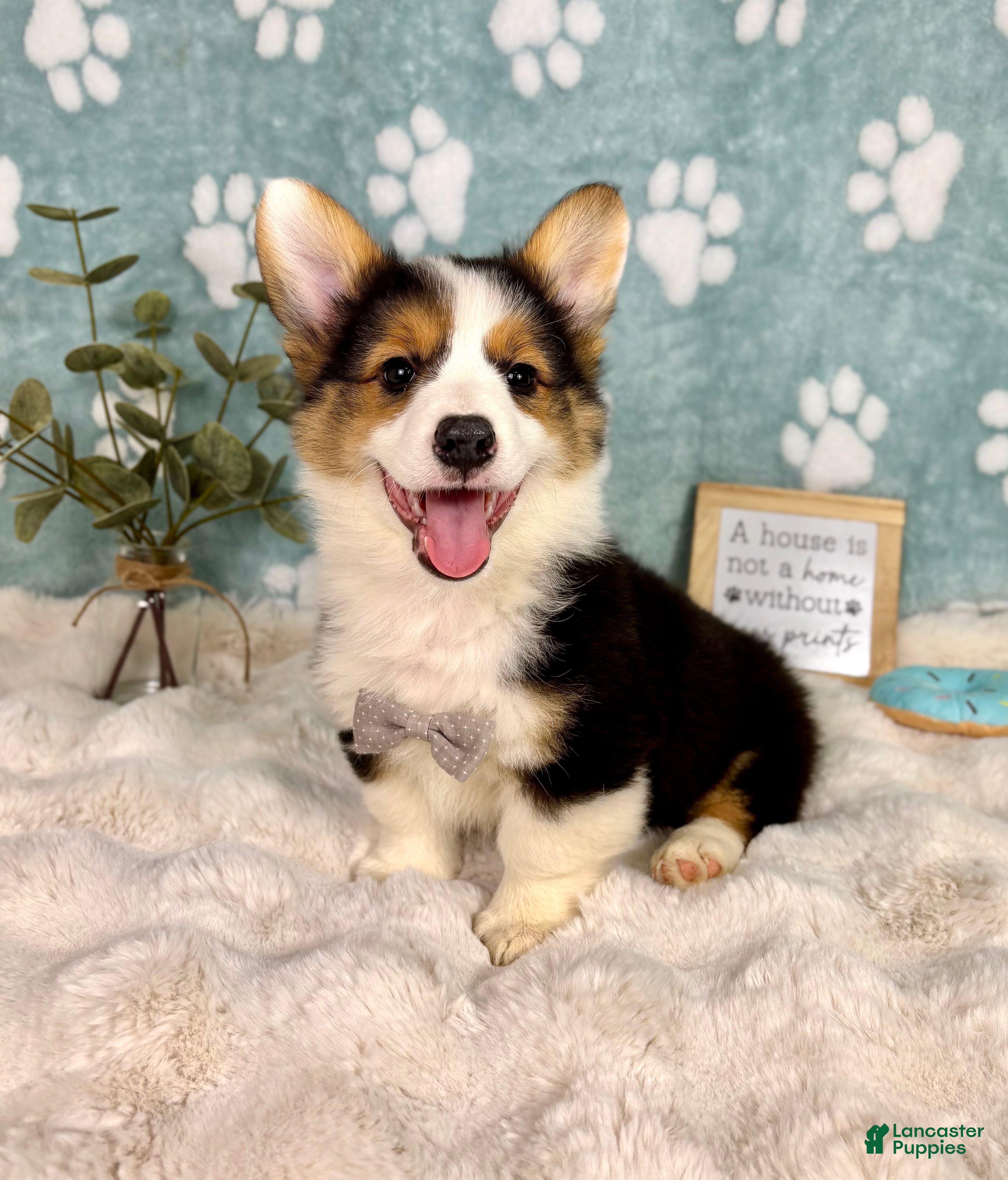 Welsh Corgi Pembroke dogs Brooks - Ad 36
