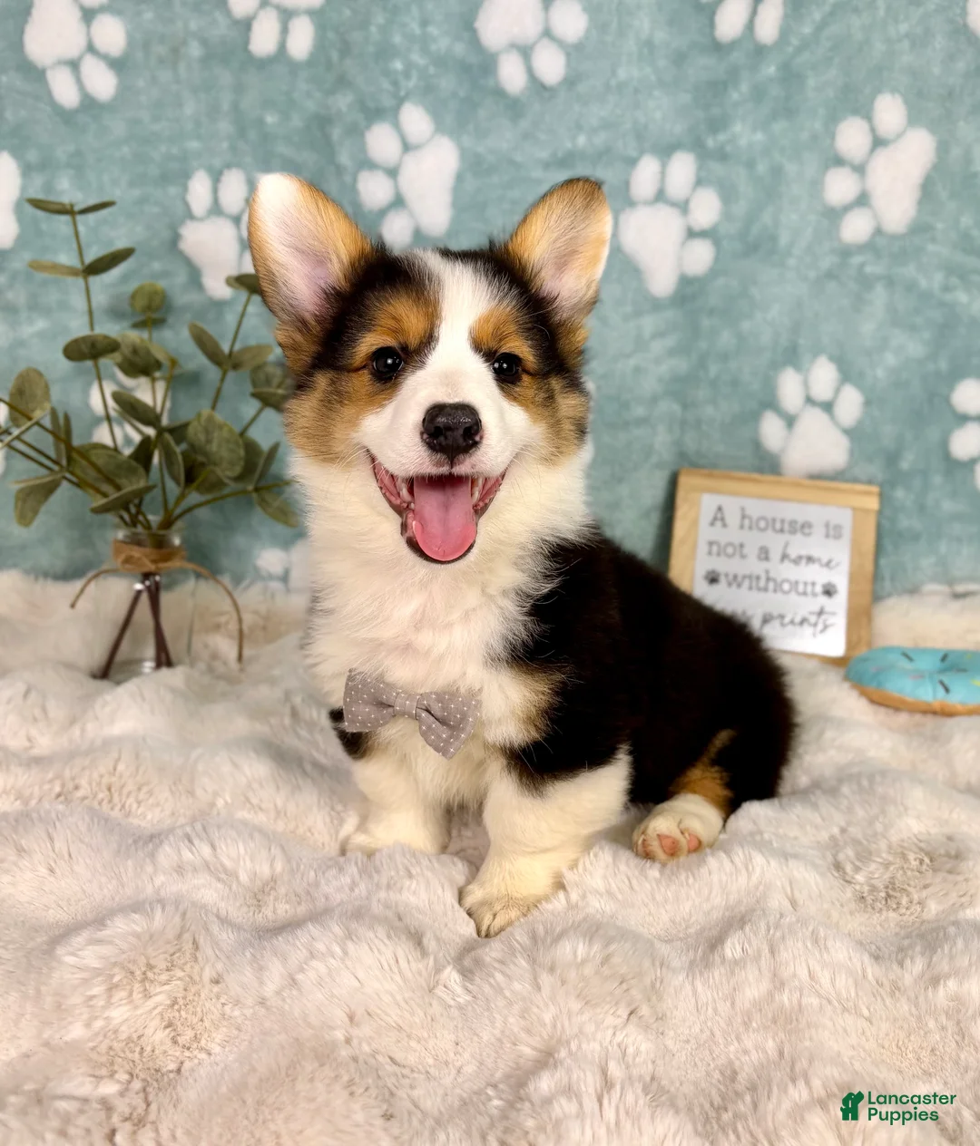 Welsh Corgi Pembroke dogs for sale: Brooks - Ad 1
