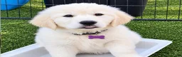 Golden Retriever dogs for sale: Dutches  - Ad 3