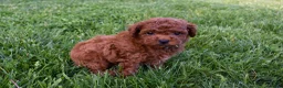 Miniature Poodle dogs for sale: Dustin 💕🐶 - Ad 8