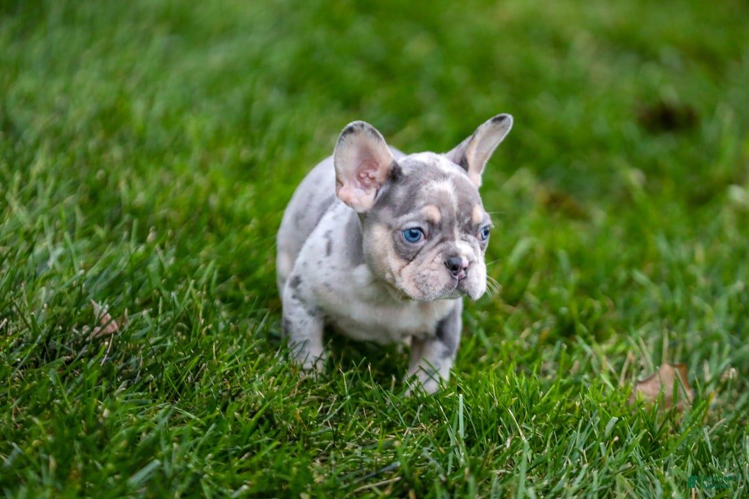French Bulldog dogs for sale: Fern - Ad 21