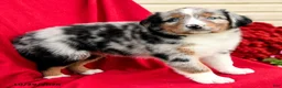 Australian Shepherd dogs for sale: Murphy - Ad 4