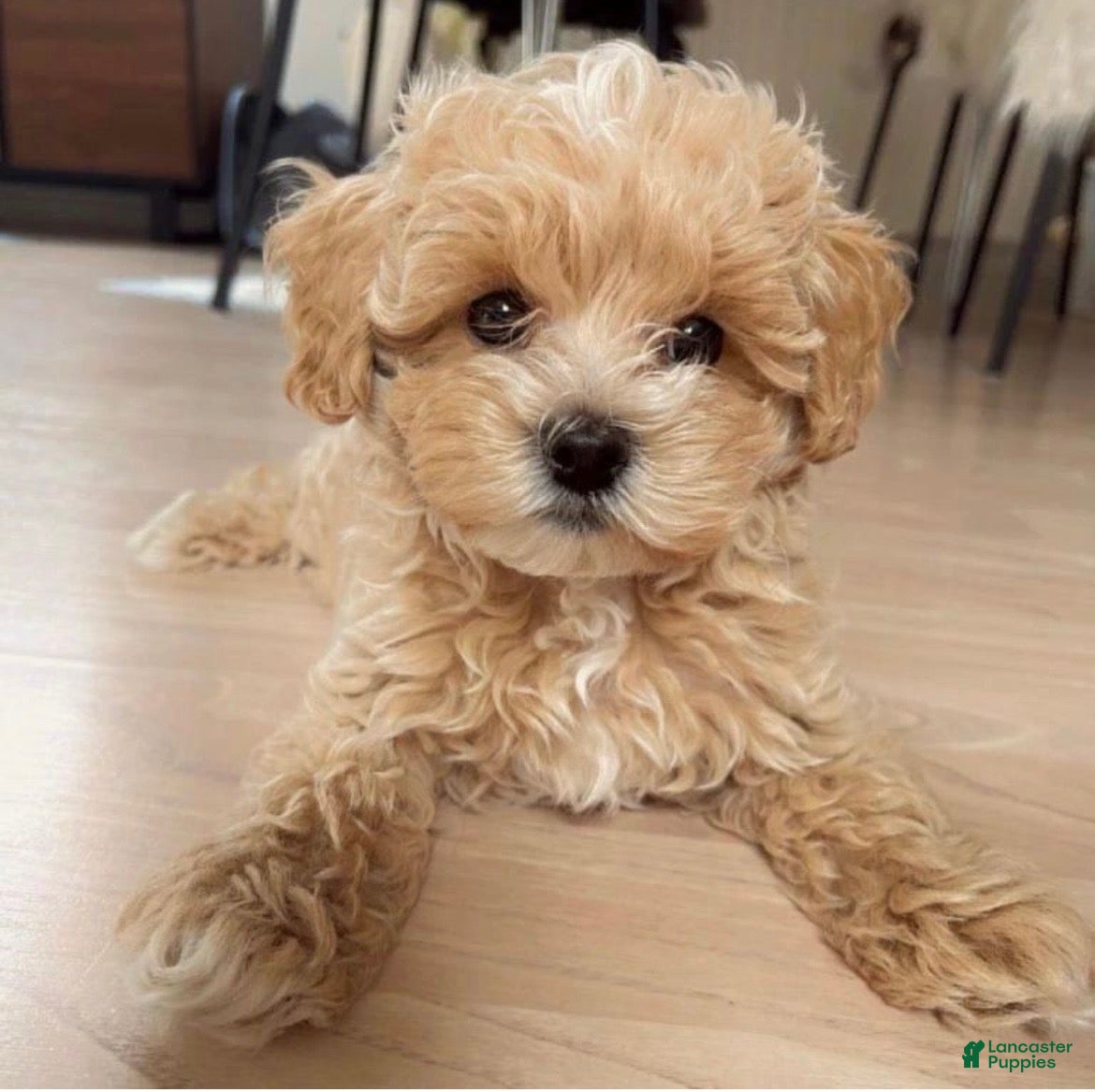 Maltipoo dogs Simba - Ad 2