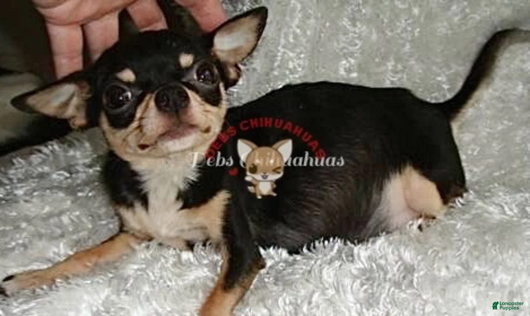 Chihuahua dogs for sale:  CITY GIRL  - Ad 7