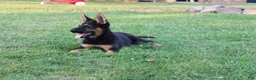 German Shepherd dogs for sale: Duke - Ad 5