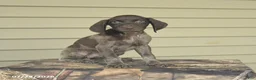 German Shorthaired Pointer dogs for sale: Daisy - Ad 1