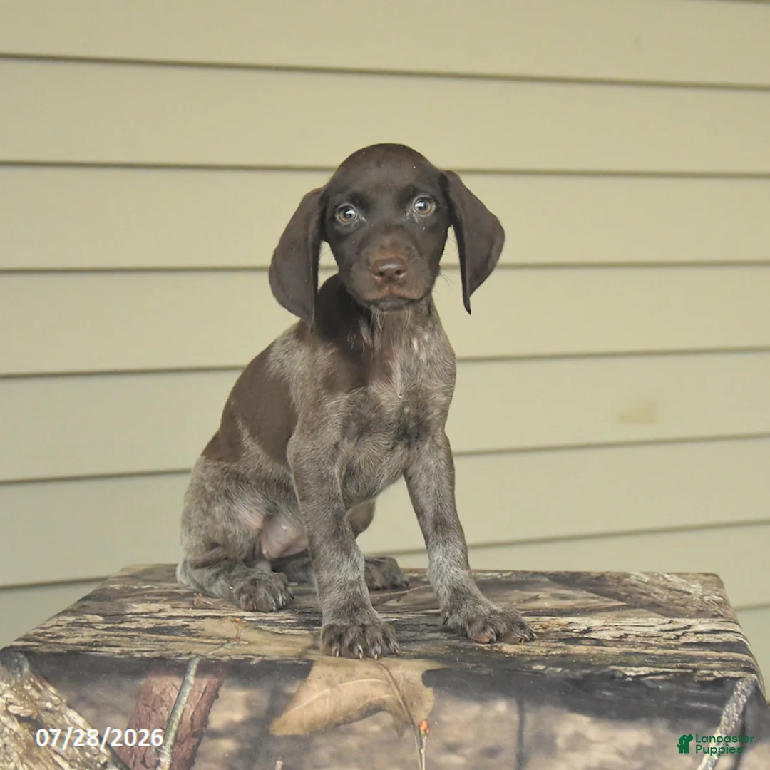 German Shorthaired Pointer dogs for sale: Daisy - Ad 1