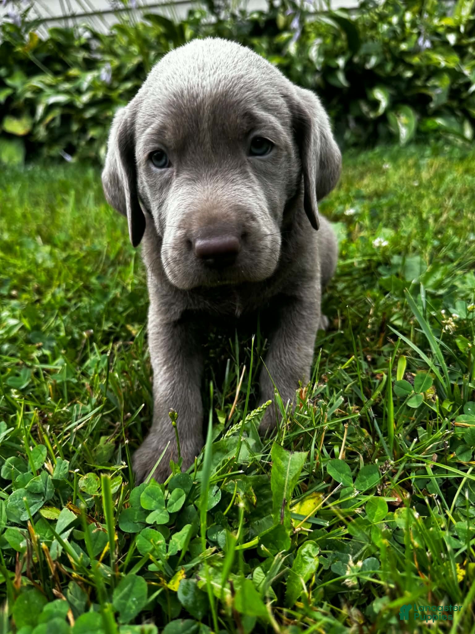 Labrador Retriever dogs Aster - Ad 1