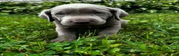 Labrador Retriever dogs for sale: Aster - Ad 1