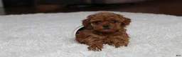 Toy Poodle dogs for sale: Teacup Aubrey - Ad 12