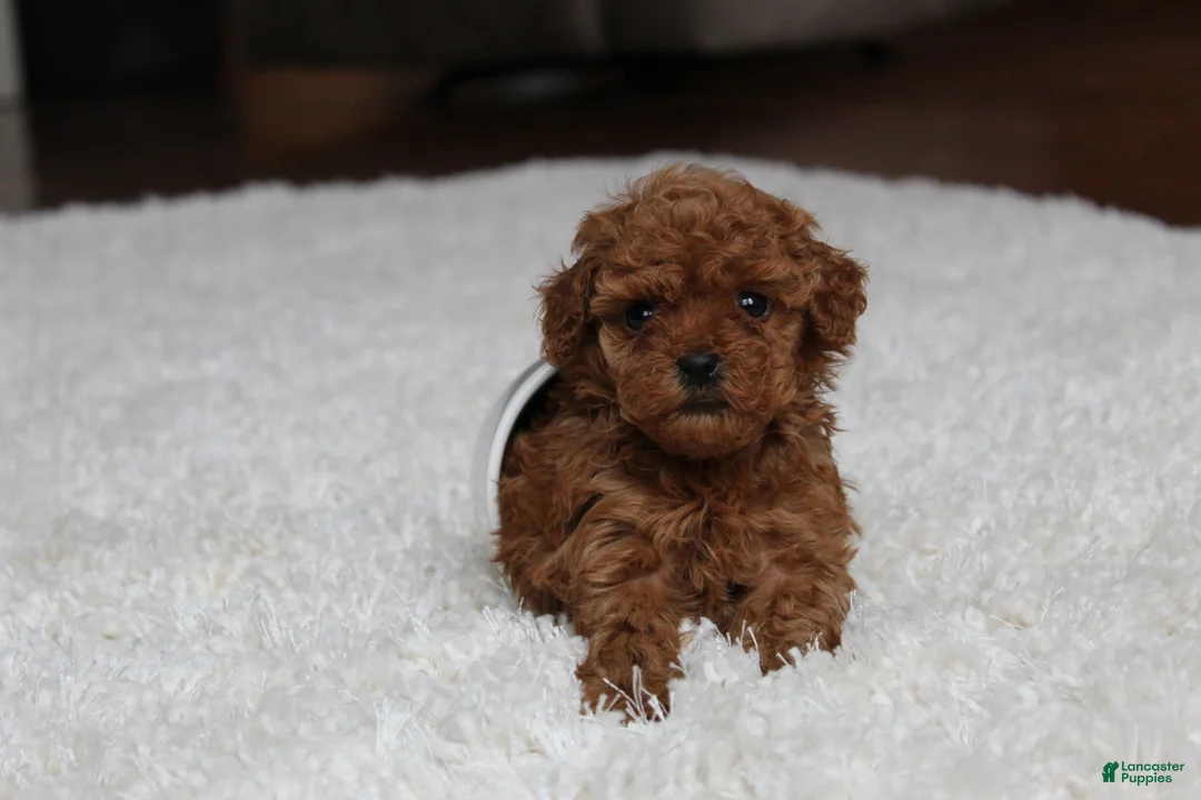 Toy Poodle dogs for sale: Teacup Aubrey - Ad 12