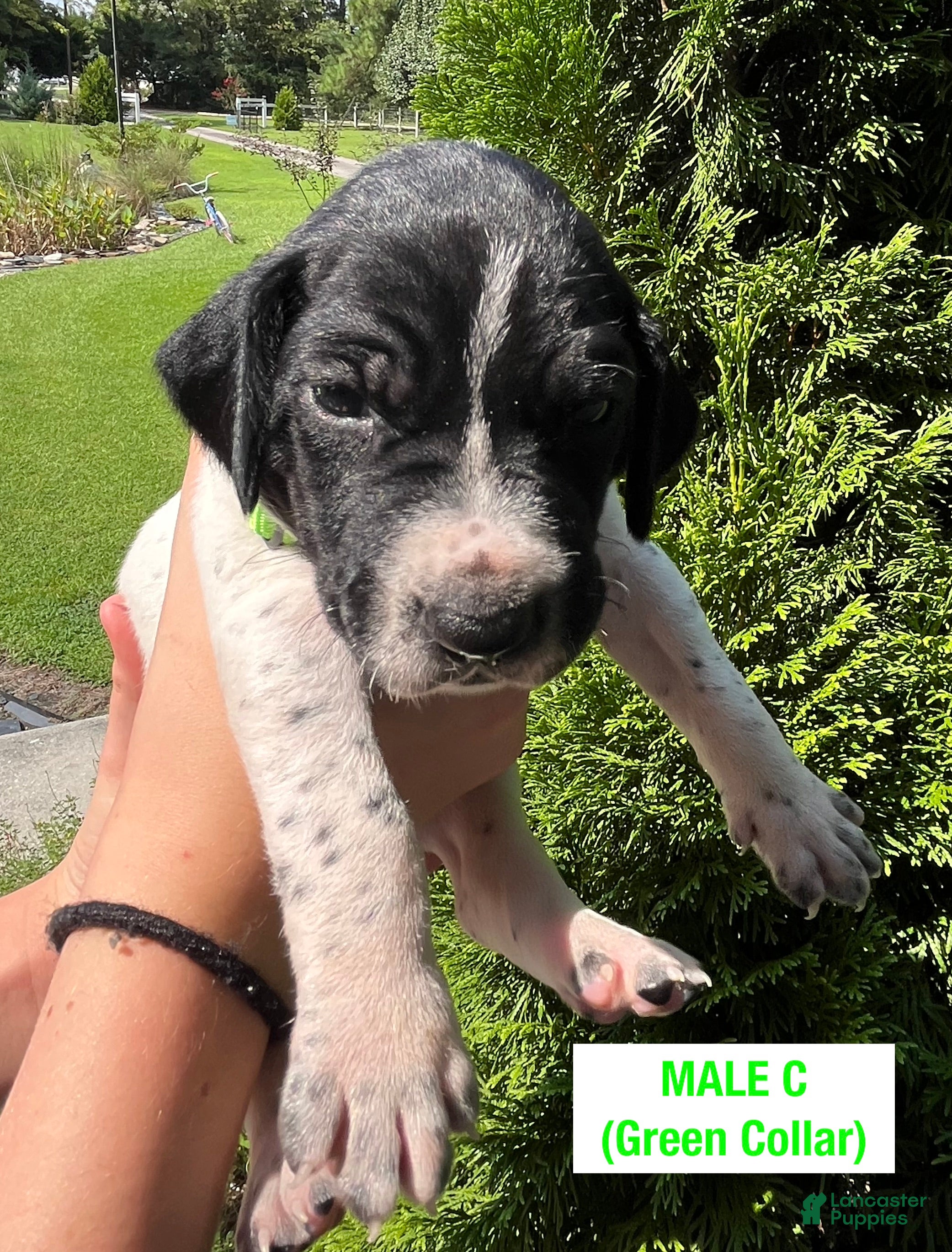 German Shorthaired Pointer dogs German Shorthaired Pointer (MALE C) - Ad 1