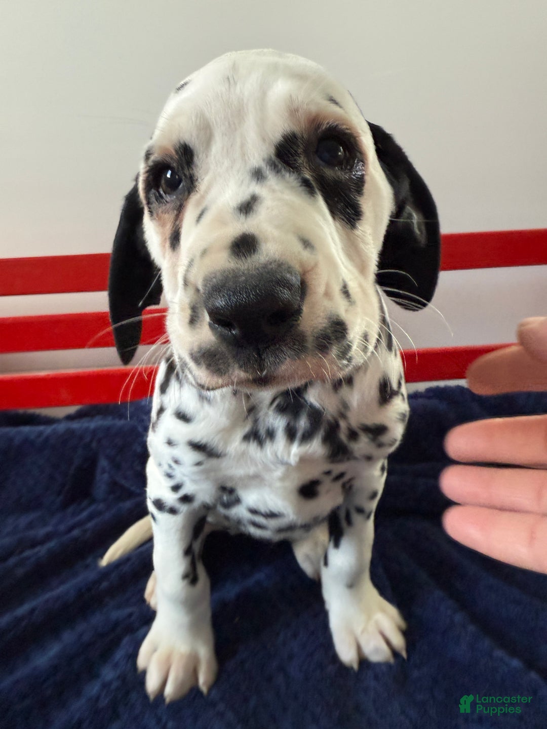 Dalmatian dogs for sale: Talia - Ad 18