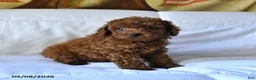 Toy Poodle dogs for sale: Teddy - Ad 3
