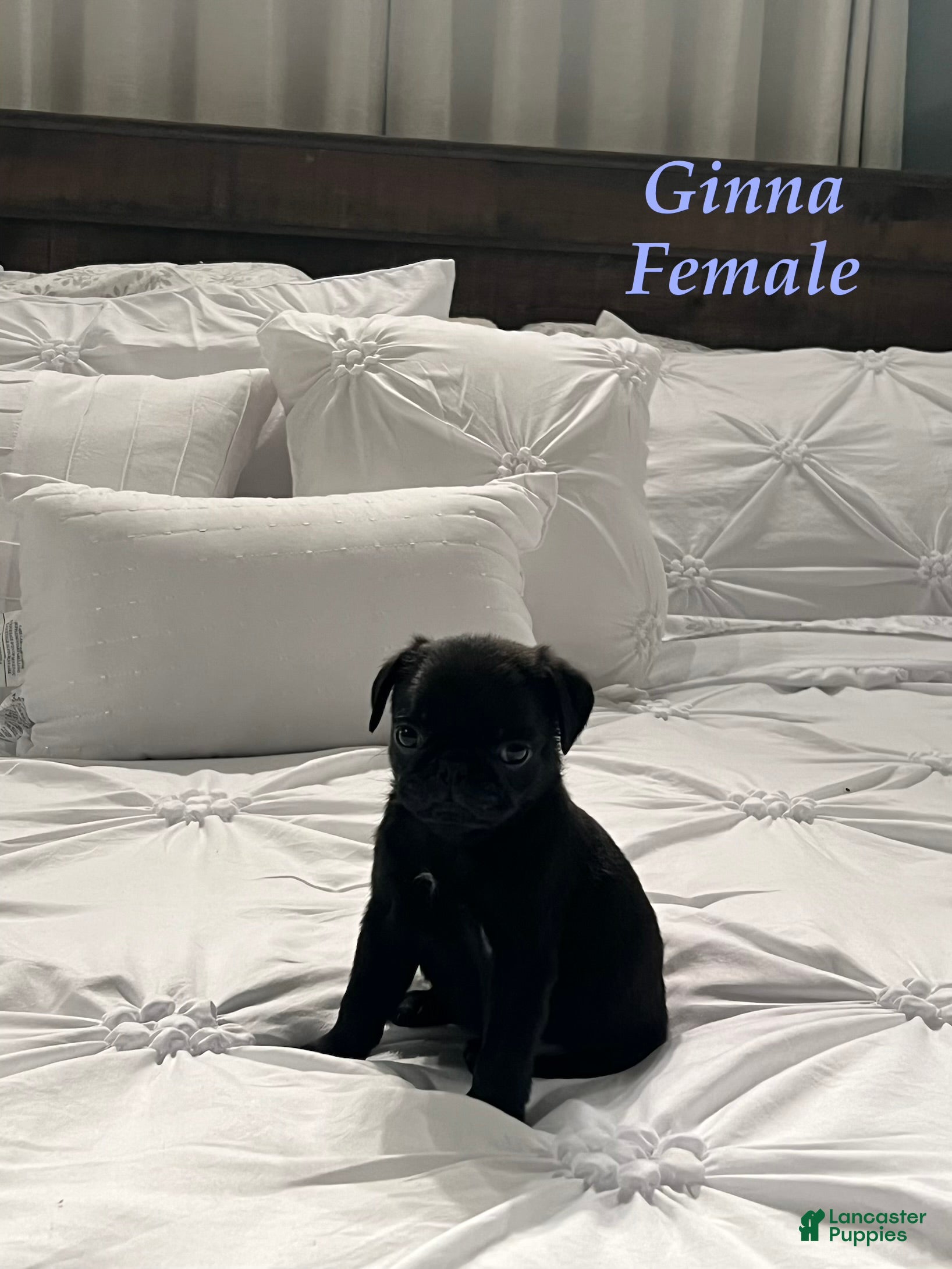 Pug dogs Ginna - Ad 2