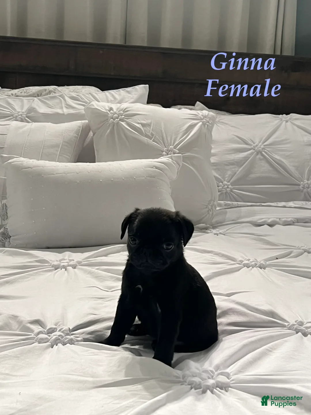 Pug dogs for sale: Ginna - Ad 2