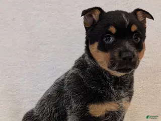 Australian Cattle Dog dogs for sale: Bella - Ad 2