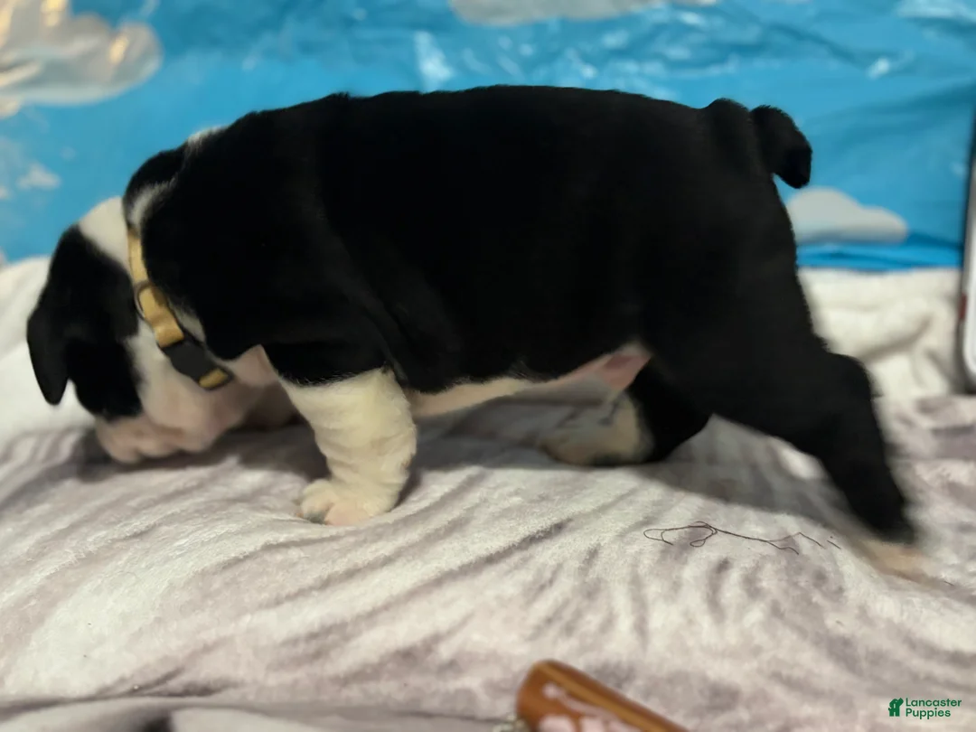 English Bulldog dogs for sale: Emperor Zurg - Ad 2