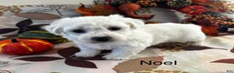 Bichon Frise dogs for sale: Bichon Frise Puppy 2 - Ad 2