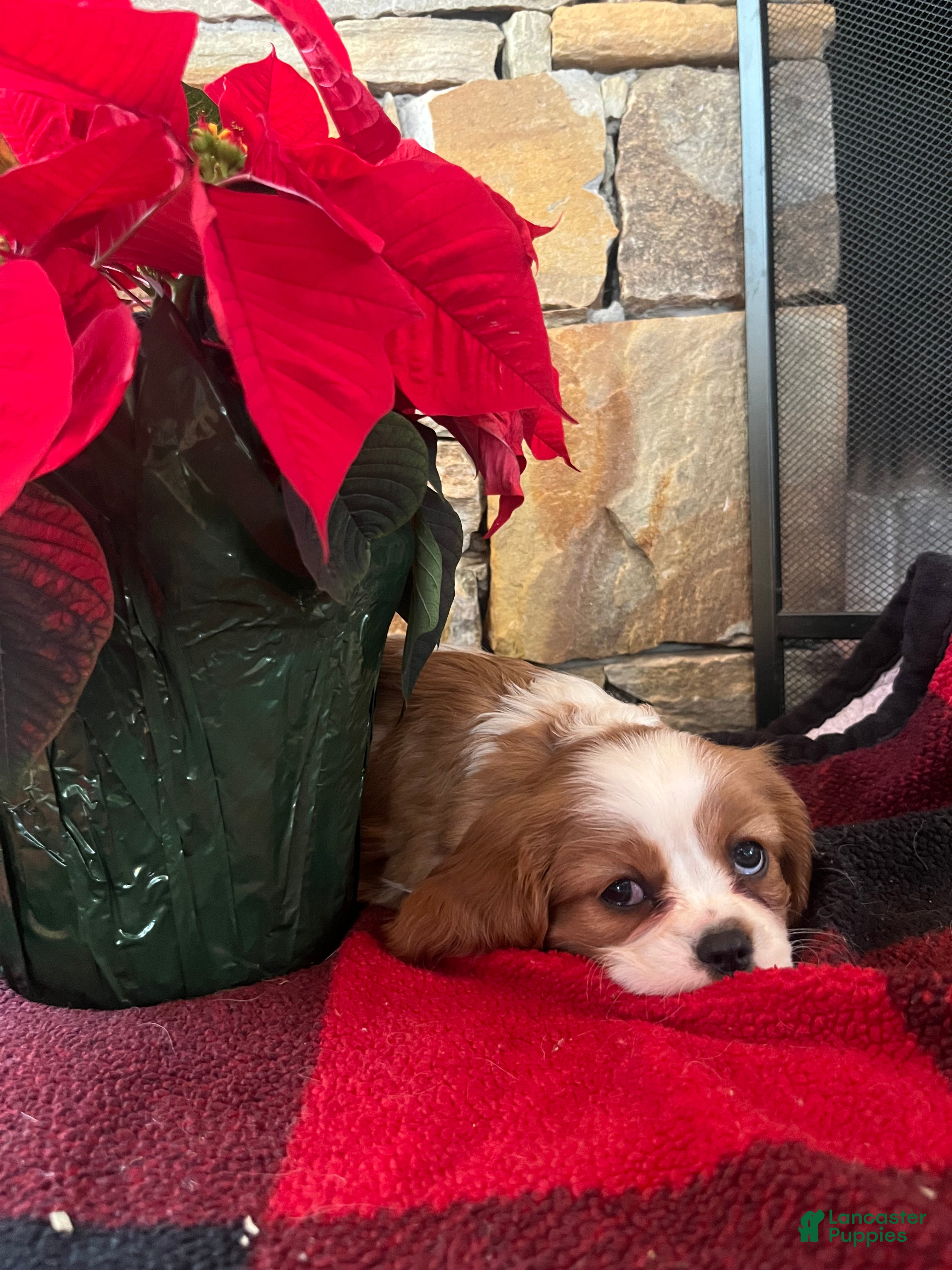 Cavalier King Charles Spaniel dogs Toffee - Ad 34