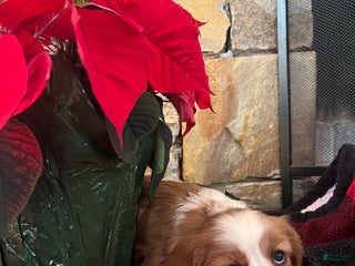 Cavalier King Charles Spaniel dogs Toffee - Ad 34