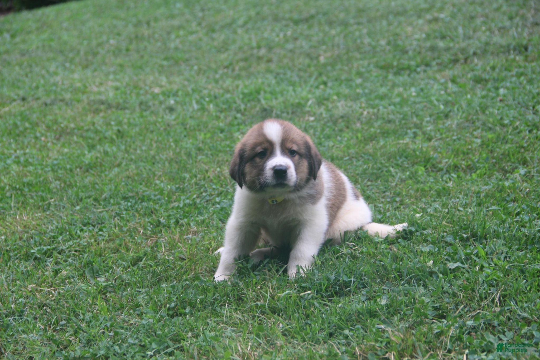Mixed Breed dogs Lacy - Ad 1