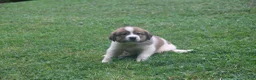 Mixed Breed dogs for sale: Lacy - Ad 1
