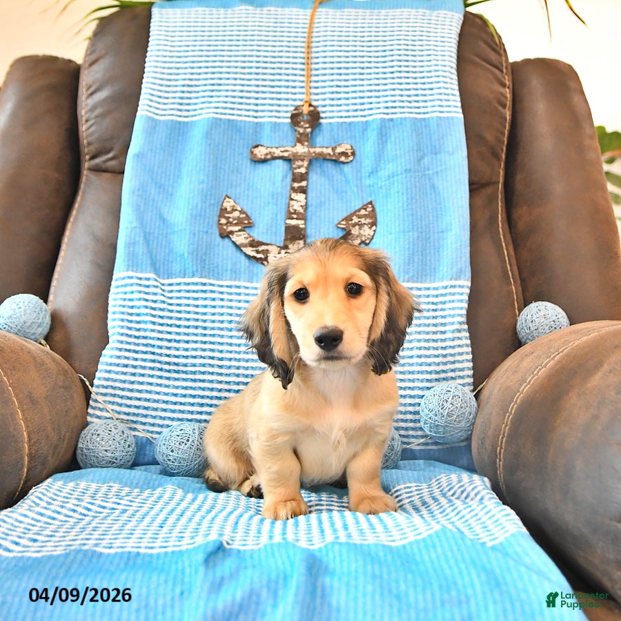 Miniature Dachshund dogs Bentley - Ad 1