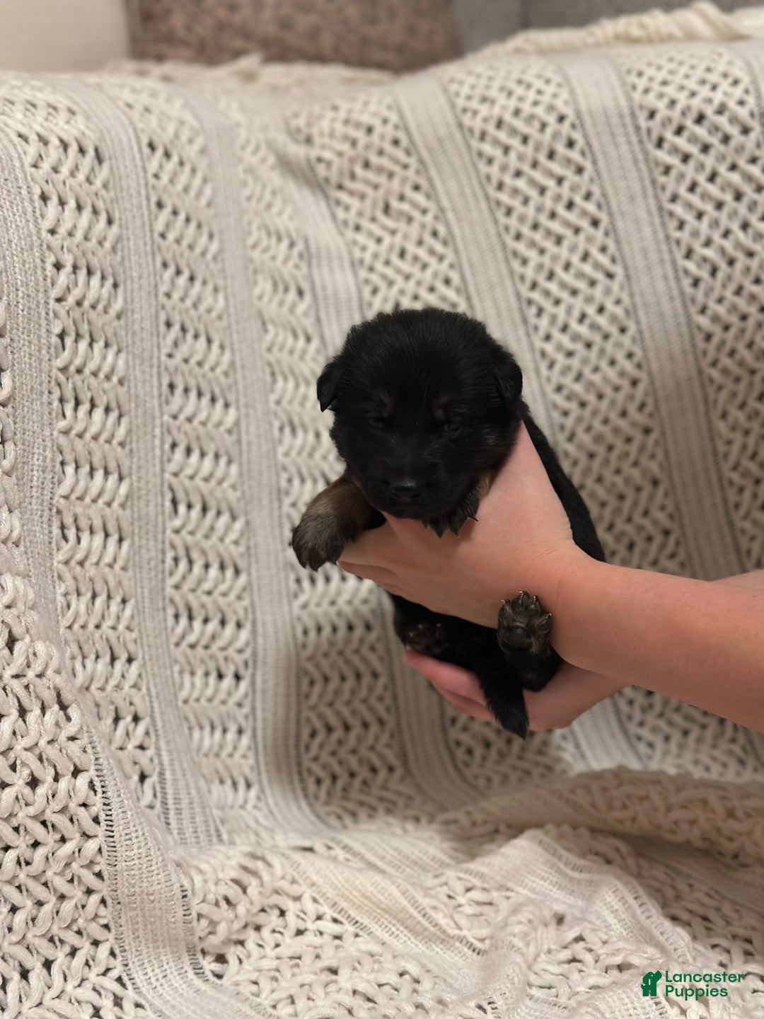 German Shepherd dogs for sale: Drifter - Ad 2