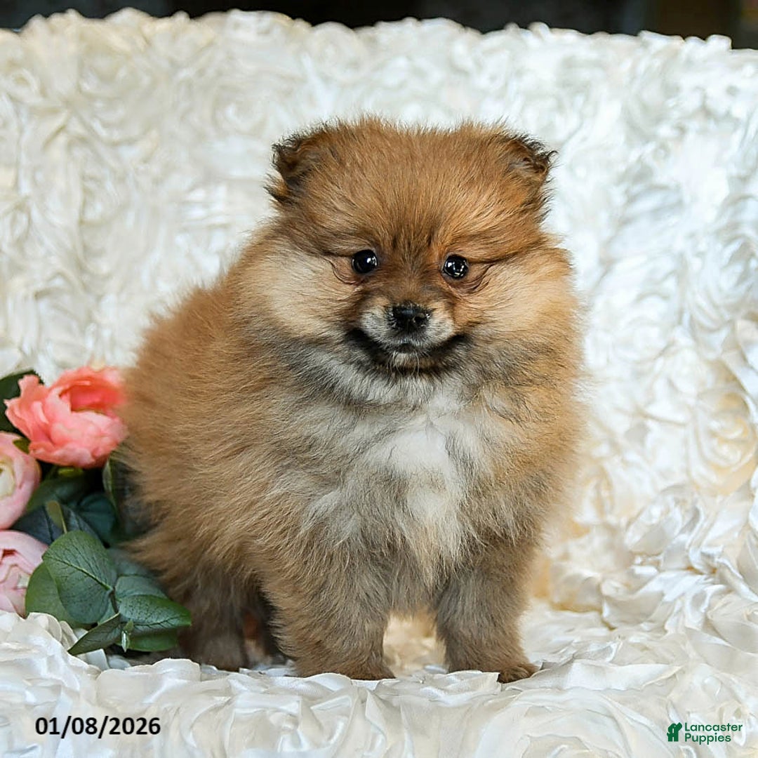 Pomeranian dogs for sale: Reggie - Ad 2
