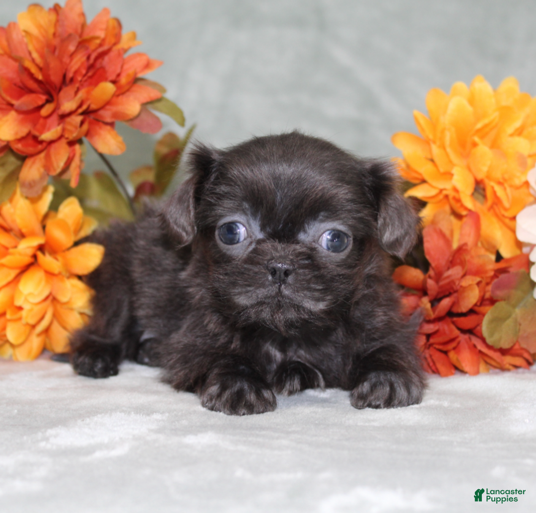 Shih Tzu dogs for sale: CyberTruck - Ad 1