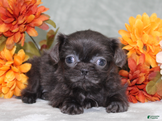 Shih Tzu dogs CyberTruck - Ad 15