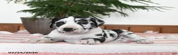 Great Dane dogs for sale: Nova - Ad 2