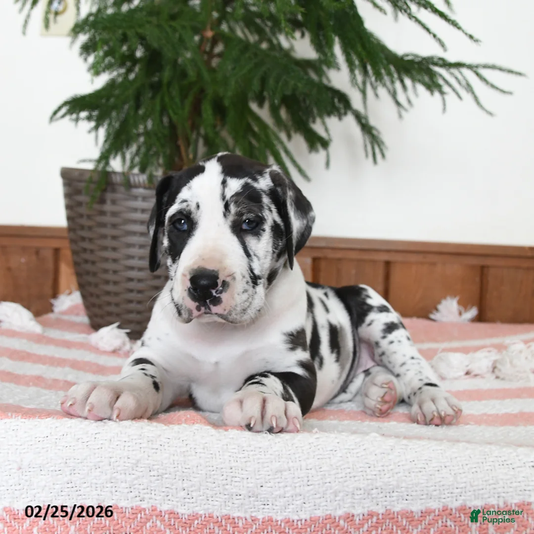 Great Dane dogs for sale: Nova - Ad 2