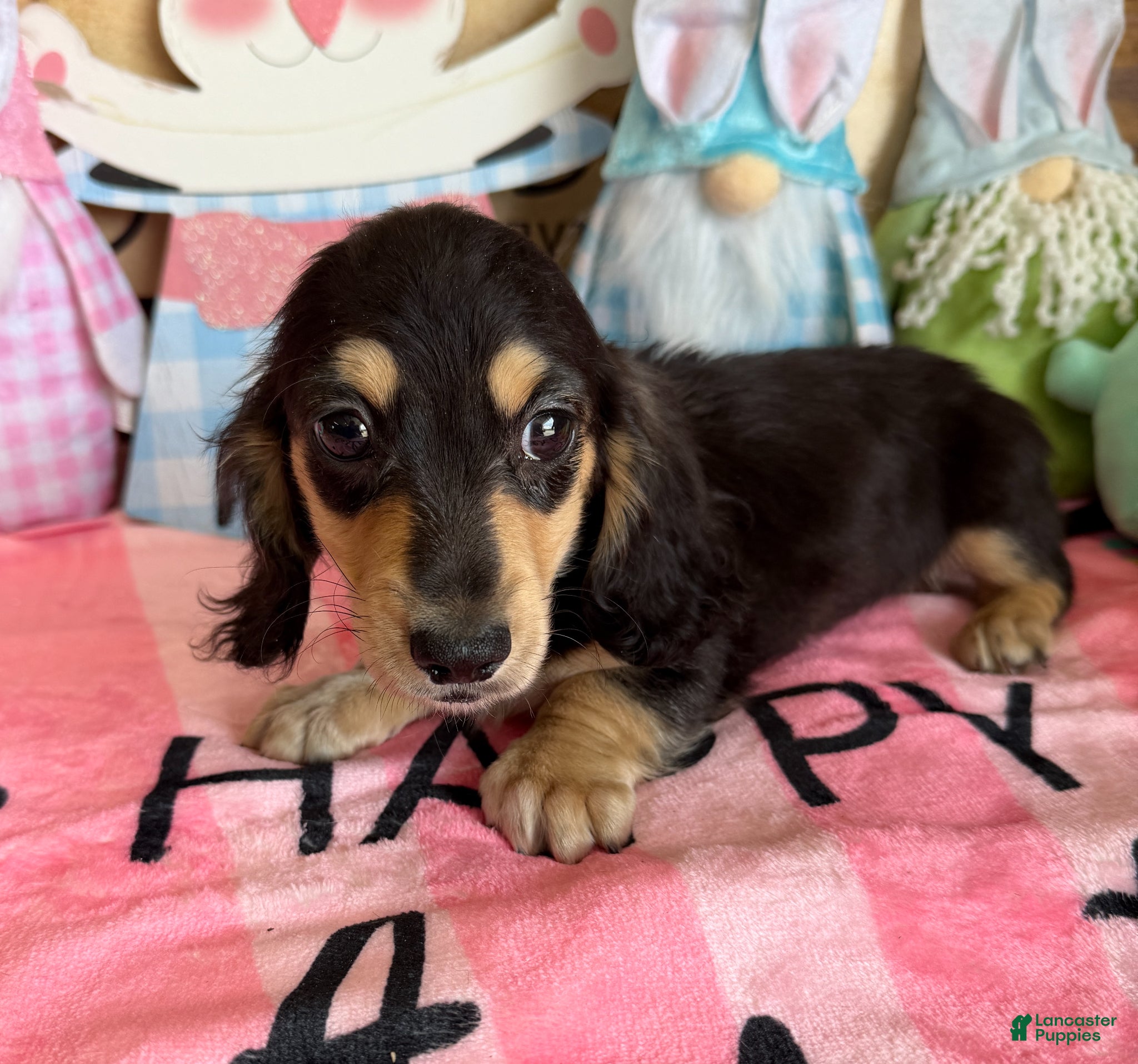 Miniature Dachshund dogs Scout - Ad 32