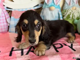Miniature Dachshund dogs Scout - Ad 32