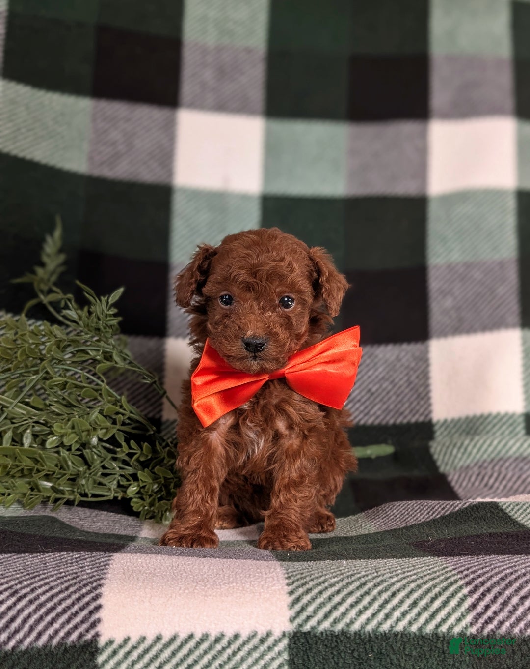 Toy Poodle dogs for sale: Cruz - Ad 3