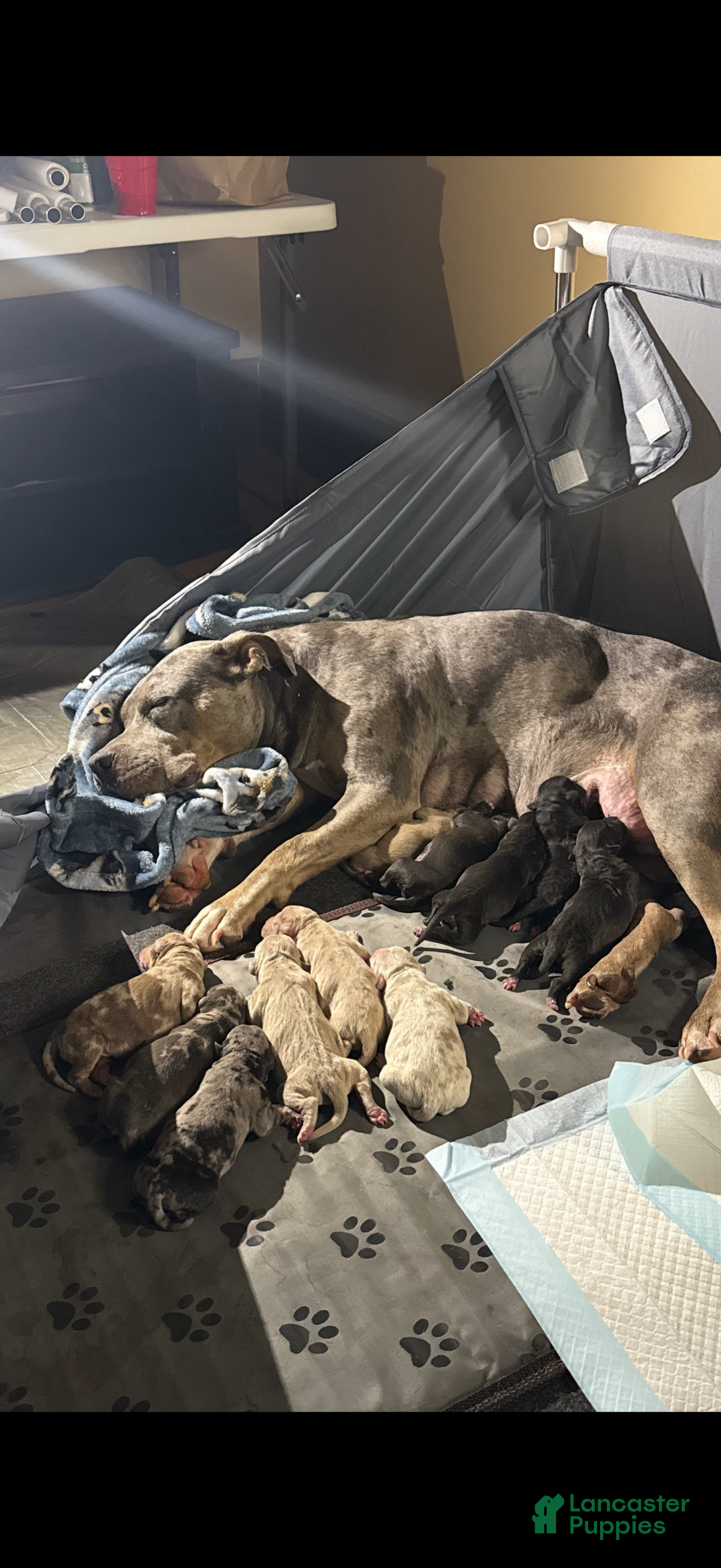 American Bully dogs for sale: King - Ad 22