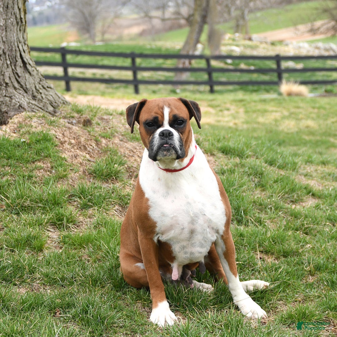 Boxer dogs for sale: Bluster - Ad 6