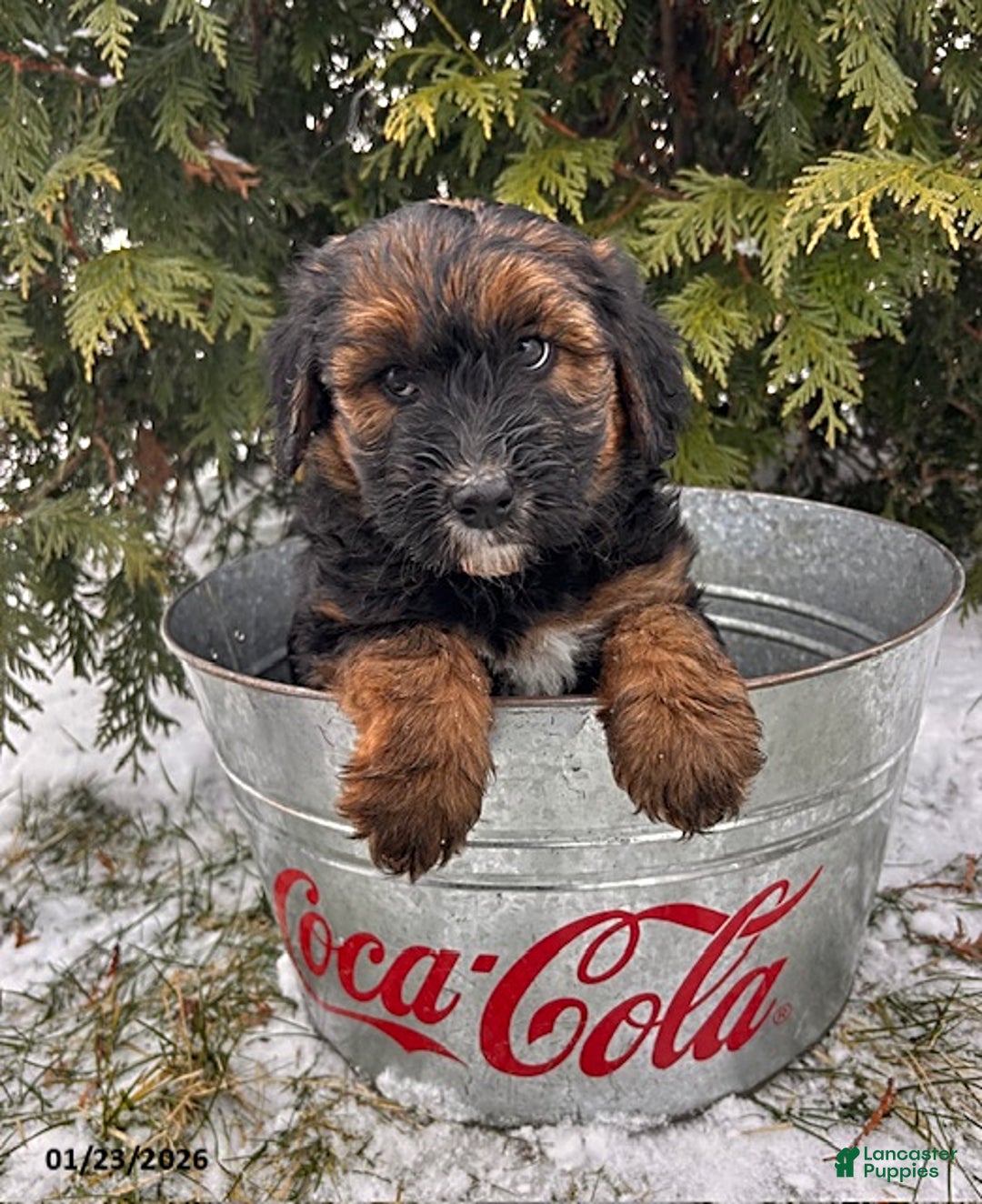 Whoodle dogs for sale: Willow - Ad 1