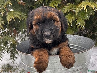 Whoodle dogs Willow - Ad 3