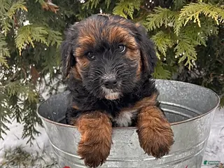 Whoodle dogs Willow - Ad 2